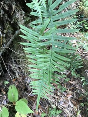 Polypodiodes amoena