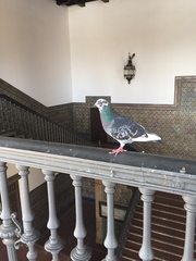 Columba livia domestica