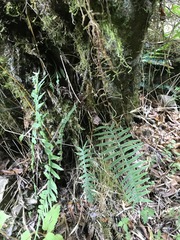Polypodiodes amoena