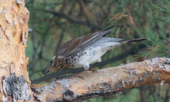 Turdus pilaris