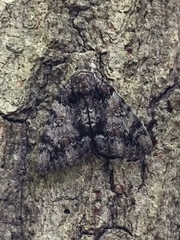 Catocala lacrymosa