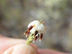 Erica cumuliflora