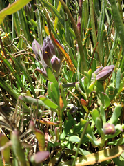 Chloropyron maritimum palustre