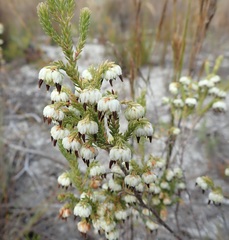 Erica cumuliflora