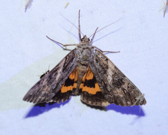Catocala piatrix