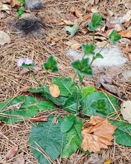 Elephantopus tomentosus