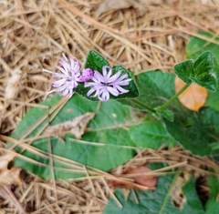 Elephantopus tomentosus