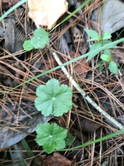 Hydrocotyle setulosa