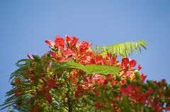 Delonix regia