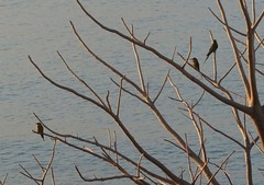 Merops superciliosus