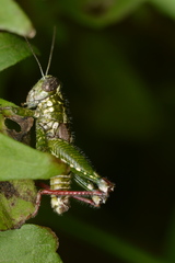 Phaulotettix