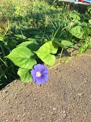 Ipomoea hederacea integriuscula