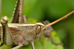 Schistocerca impleta