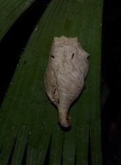 Angiopolybia