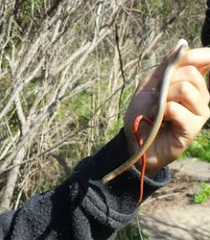 Diadophis punctatus vandenburgii