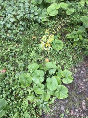 Ligularia stenocephala