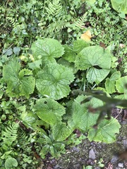 Ligularia stenocephala