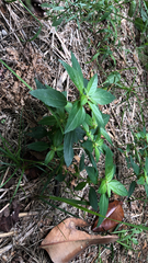 Acalypha
