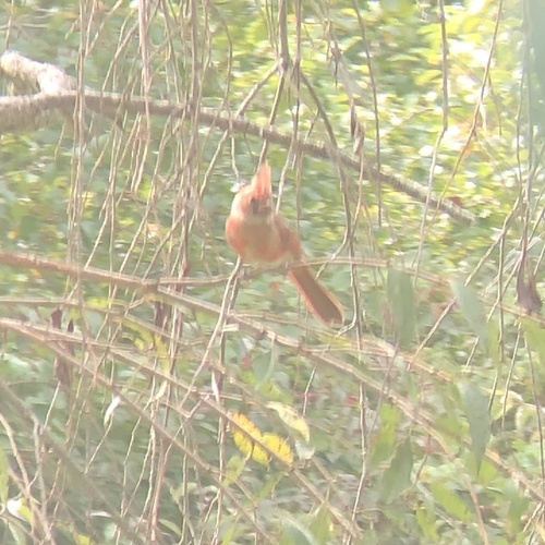 Northern Cardinal photographed in Indiana