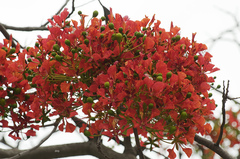 Delonix regia