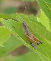 Pseudochorthippus curtipennis