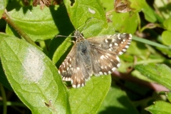 Pyrgus malvoides