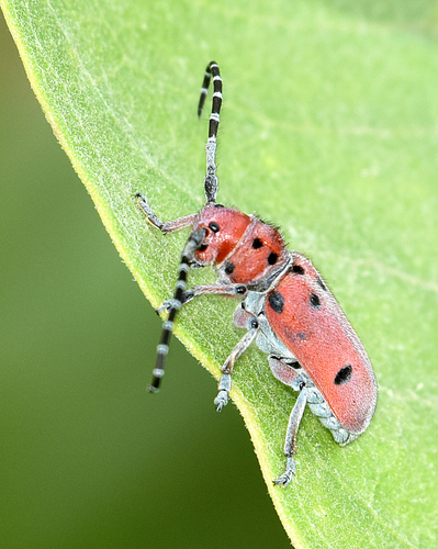 Red-femured Milkweed Borer
