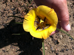 Calochortus clavatus