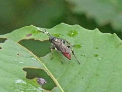 Ichneumon annulatorius