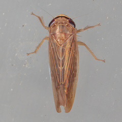 Chlorotettix necopinus