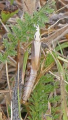 Pseudochorthippus curtipennis