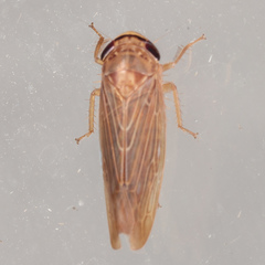 Chlorotettix necopinus