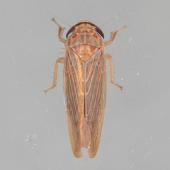 Chlorotettix necopinus