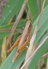 Pseudochorthippus curtipennis