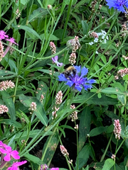 Bombus