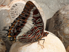Charaxes brutus natalensis
