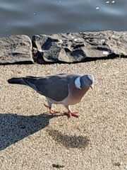Columba palumbus