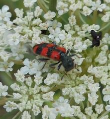 Trichodes leucopsideus
