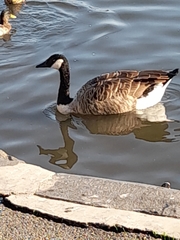 Branta canadensis