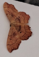 Idaea emarginata