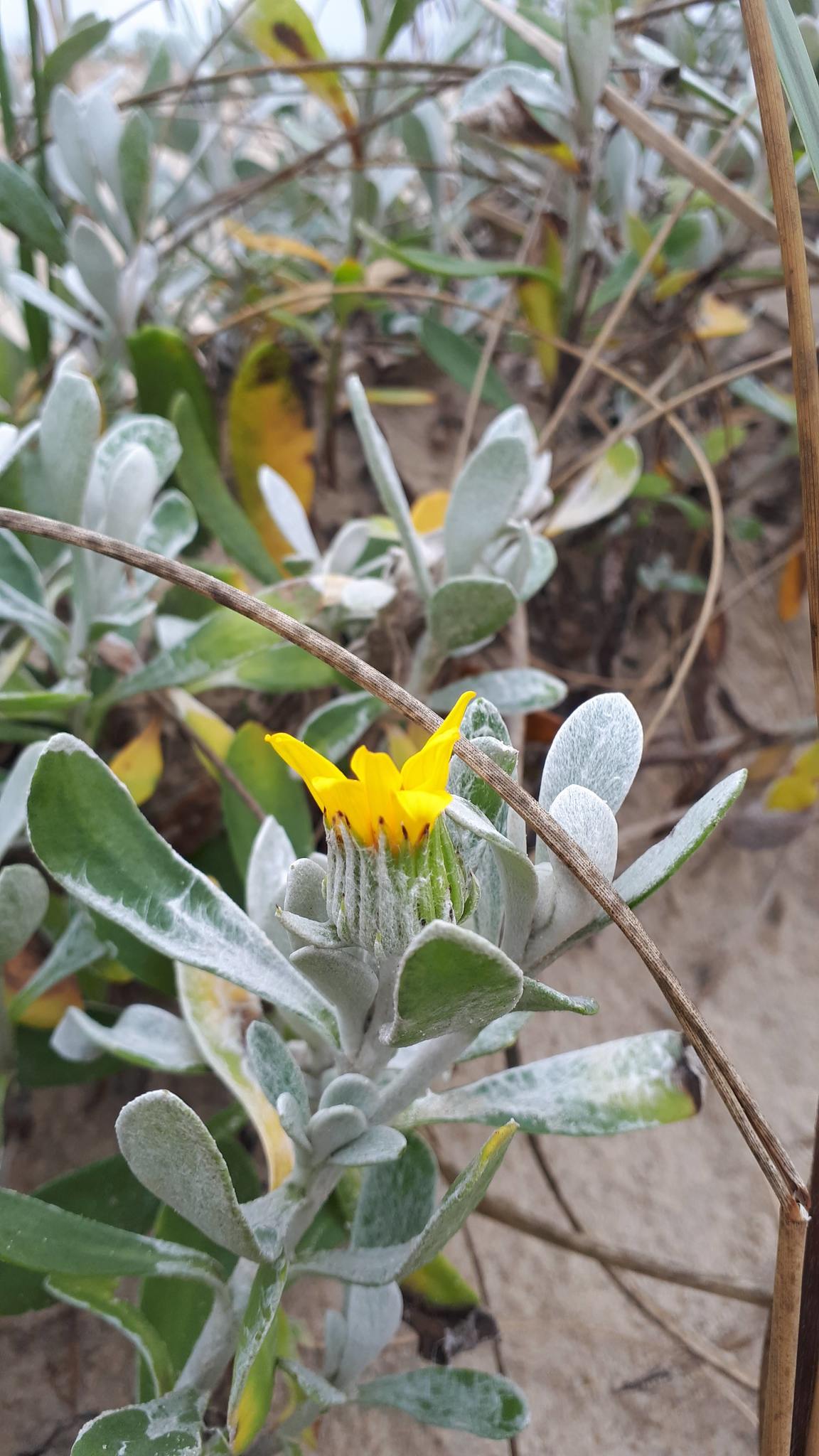 Senecio crassiflorus