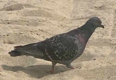Columba livia domestica