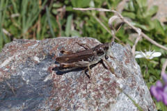 Gomphocerus sibiricus