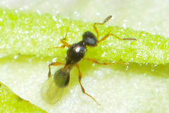 Platygastridae