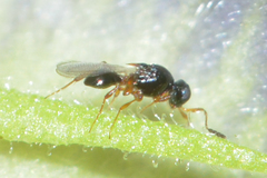 Platygastridae