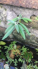 Buddleja davidii