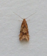 Brachmia blandella