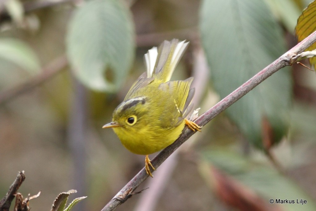 Whistler's Warbler photo