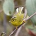 Whistler's Warbler - Photo (c) markus lilje, some rights reserved (CC BY-NC-ND), uploaded by markus lilje