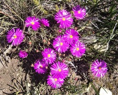Lampranthus ceriseus